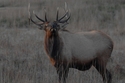 Elk%20-066 (thumbnail)