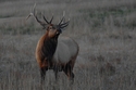 Elk%20-074 (thumbnail)
