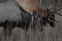 Elk%20-0167 (thumbnail)