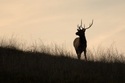ELK%20-%200144 (thumbnail)