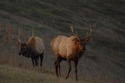 ELK%20-%200169 (thumbnail)