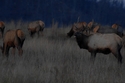 ELK%20-%200251 (thumbnail)