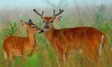 Pals (thumbnail)