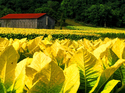 Kentucky%20Gold (thumbnail)