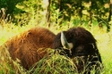 Buffalo%20Resting%20059 (thumbnail)