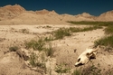 Badlands%20%23%20029 (thumbnail)