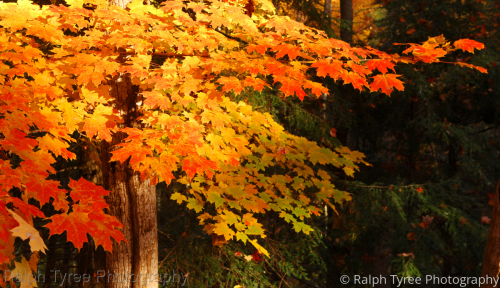 Yellow%20Maple%20Tree (thumbnail)