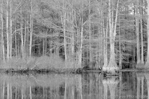 Bald%20Cypress%20No.30 (large view)
