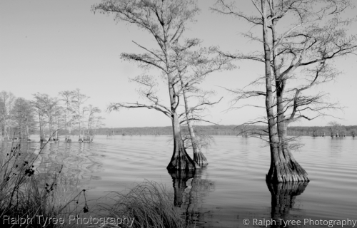 Bald%20Cypress%20No.173 (large view)