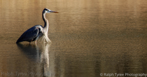 Heron No. 022 Heron%20No.%20022 (thumbnail)