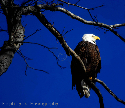 Bald%20Eagle%20No.%20293 (large view)