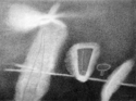 The Seamonster The%20Seamonster (thumbnail)