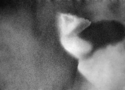 The Dreamer The%20Dreamer (thumbnail)