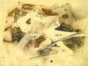 white fish