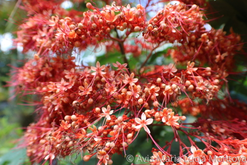 Burst of orange flowers