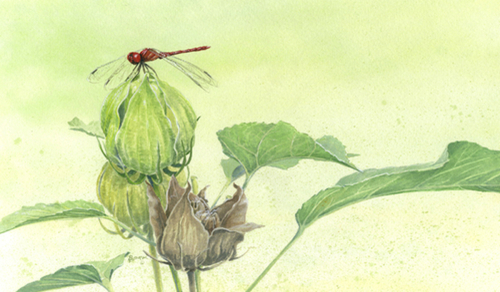 Meadowhawk (Fine Art Print) by Beatrice Bork