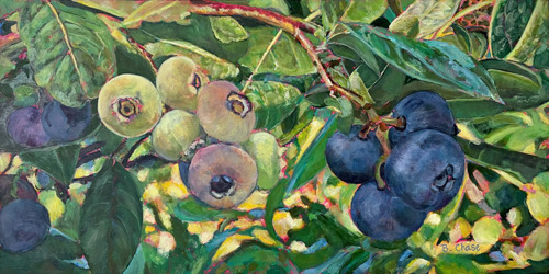 Berries Ripening