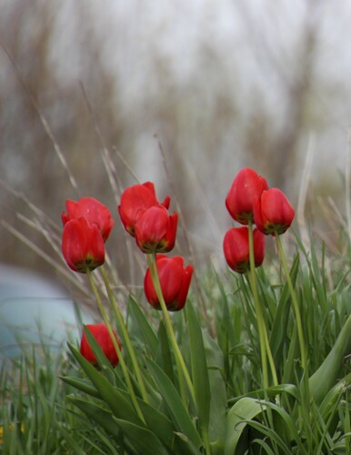 Tulips