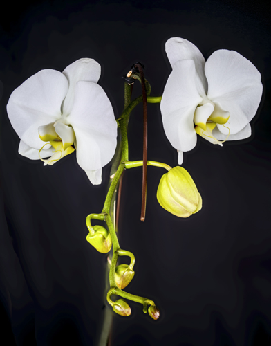Two blooms with five to follow