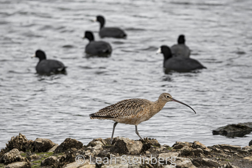 Long-billed Curlew with Coots