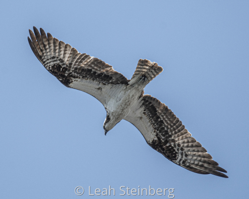Osprey
