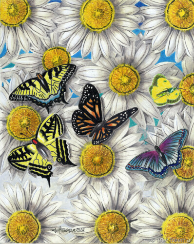 Among the Daisies