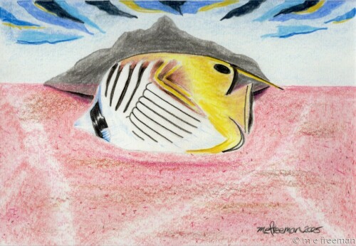 Hawaiian Butterfly