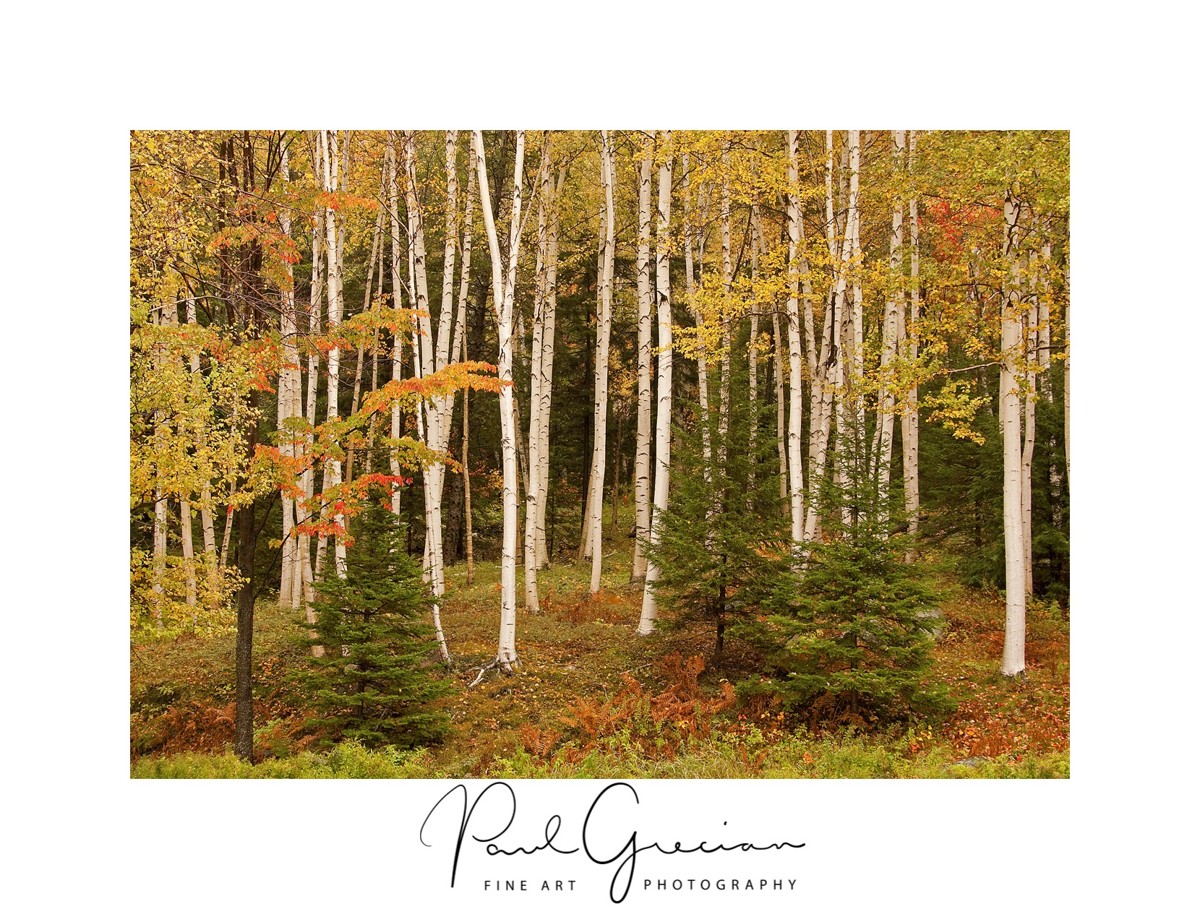  Where Birch Trees Stand Original Art By Paul Grecian 
