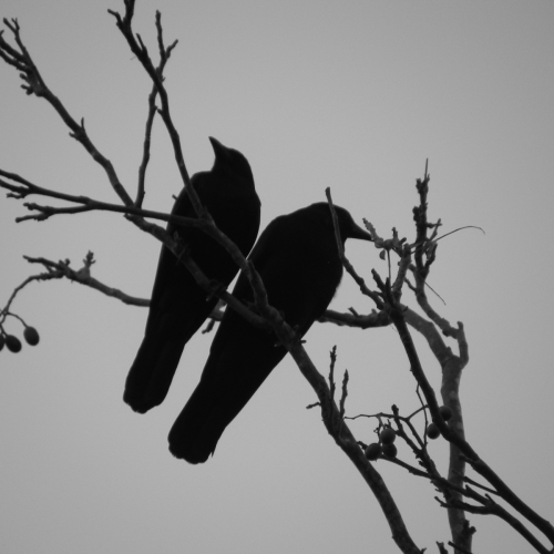 Flight Plans by Katherine Minott 