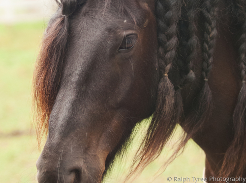 Dreadlocks by Ralph Tyree Photography